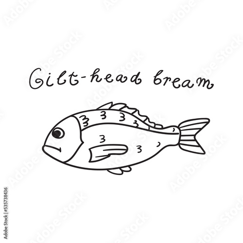 Gilt-head bream. Fish. Hand drawn outline illustration. 