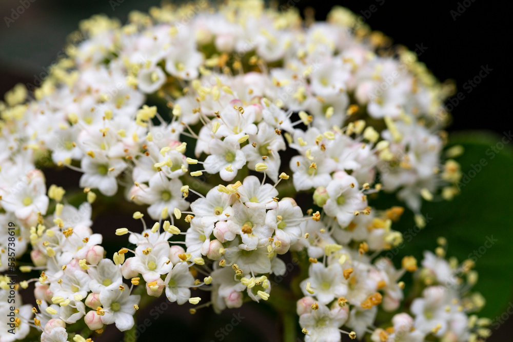 Macro flowers of Viburnum rhytidophyllum, leatherleaf viburnum, An inflorescence of small beautiful white flowers on a branch. selective focus. Spring flower background Macro flowers of Viburnum rhytidophyllum, leatherleaf viburnum, An inflorescence of small beautiful white flowers on a branch. selective focus. Spring flower background