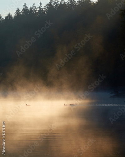 3 ducks swimming in a calm lake with mist backlit by the morning sun