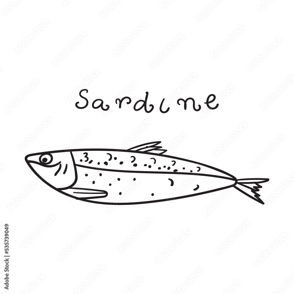 Sardine. Outline hand drawn vector illustration on white background. Sardine. Outline hand drawn vector illustration on white background.