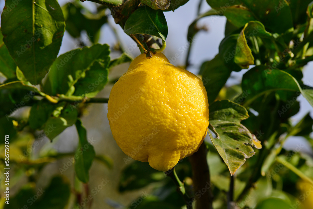 Lemon // Zitrone  (Citrus limon) - Greece // Griechenland