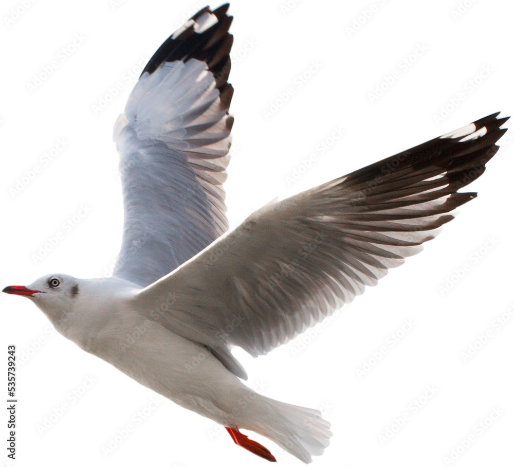 Obraz premium seagull