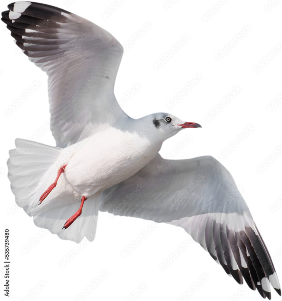 Obraz premium seagull
