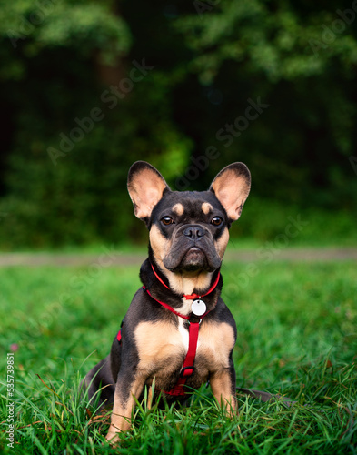 The dog of the French bulldog breed sits on green grass against a background of blurred trees. The dog has a red collar with a leash around its neck. The photo is blurred