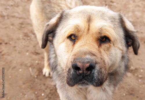 Large dog breed Alabai close-up.