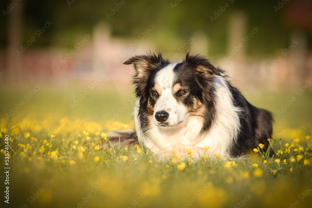 Dog is lying in the grass in the flowers. She is so happy dog on trip.