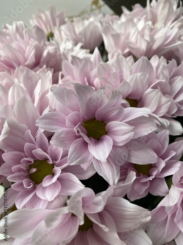 pink dahlia flower