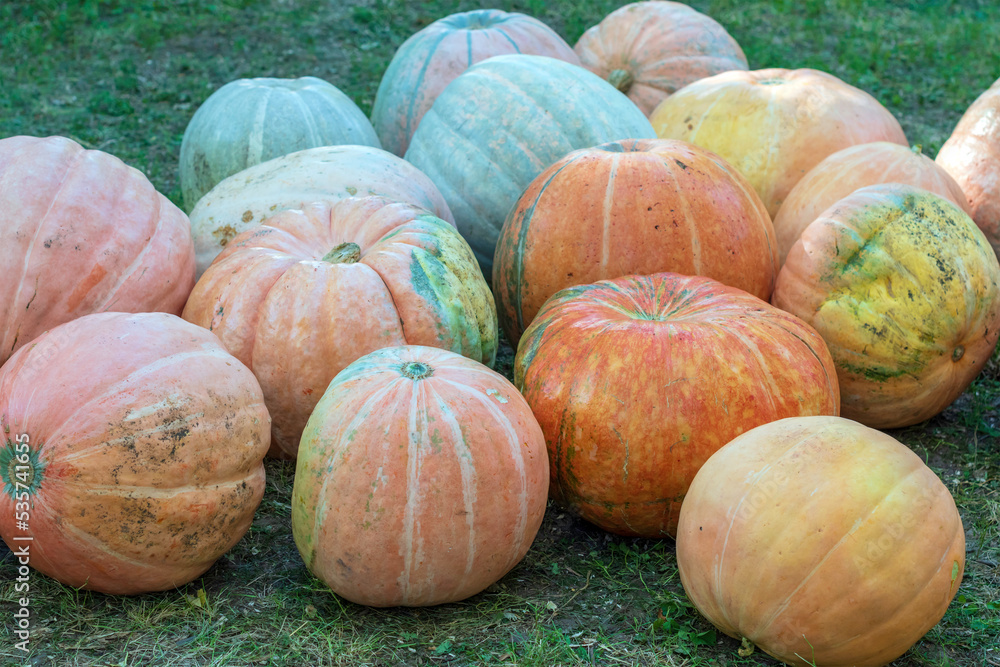 Bunch of Pumpkins in the field