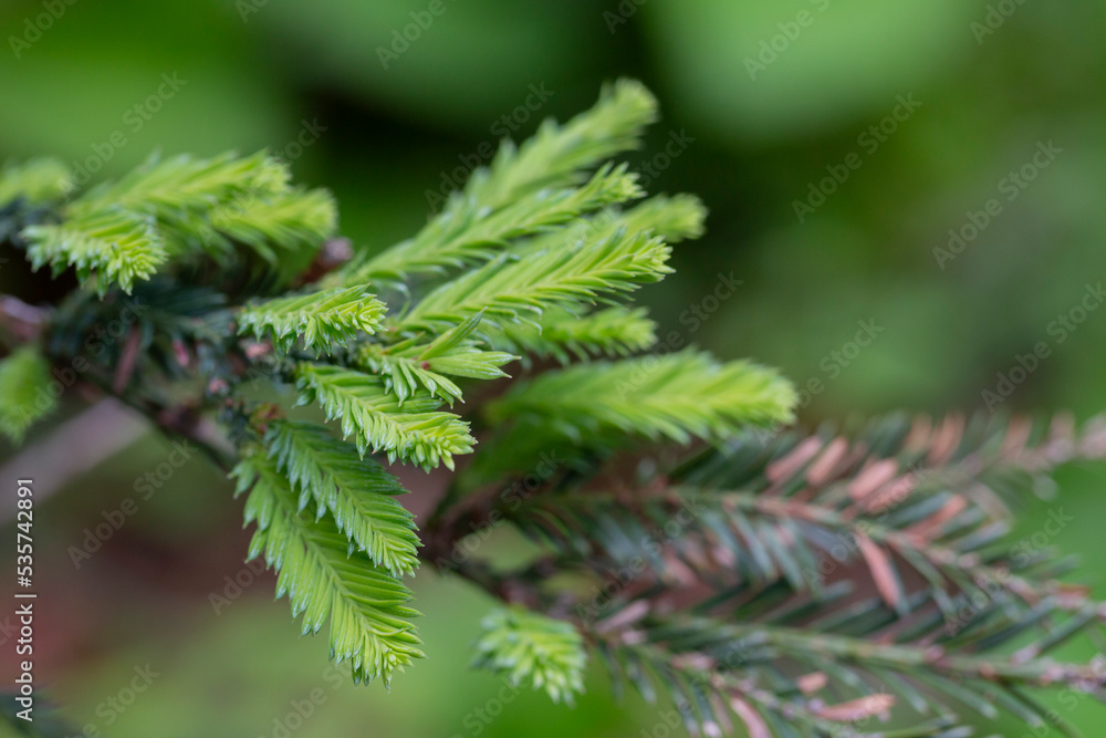 Spruce branches in spring close-up. Natural coniferous green background Spruce branches in spring close-up. Natural coniferous green background