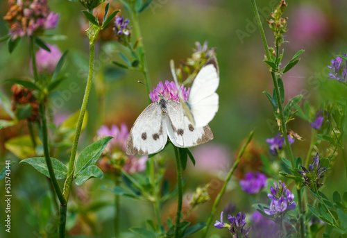 Large cabbage white on a clover blossom. Butterfly in natural environment. Pieris brassicae.  © Elly Miller