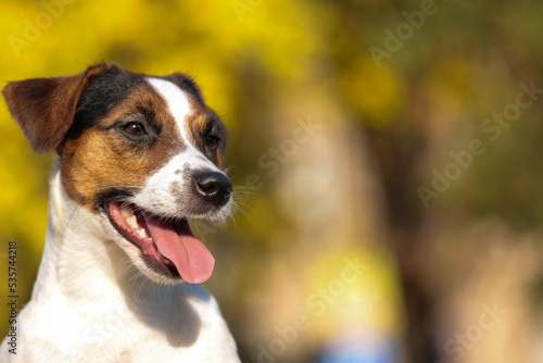 Majestic Alert Jack Russell Terrier Dog Portrait.