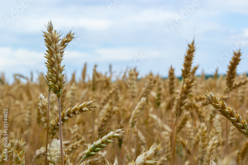 backdrop of ripening ears of yellow wheat field on the sunset cloudy orange sky background. Copy space of the setting sun rays on horizon in rural meadow Close up nature photo Idea of a rich harvest