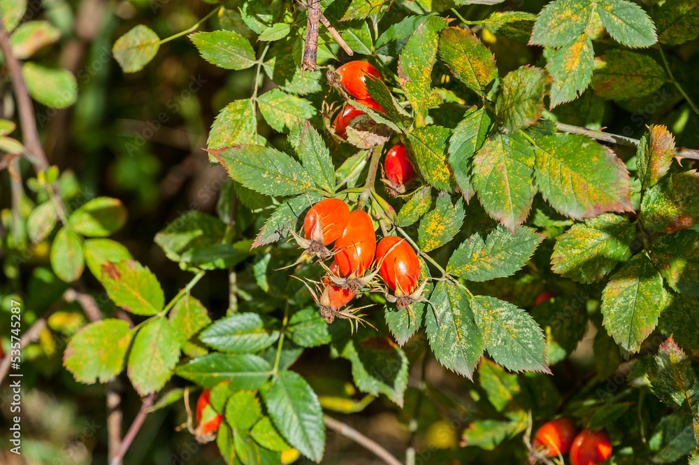 A red berry grows on a tree