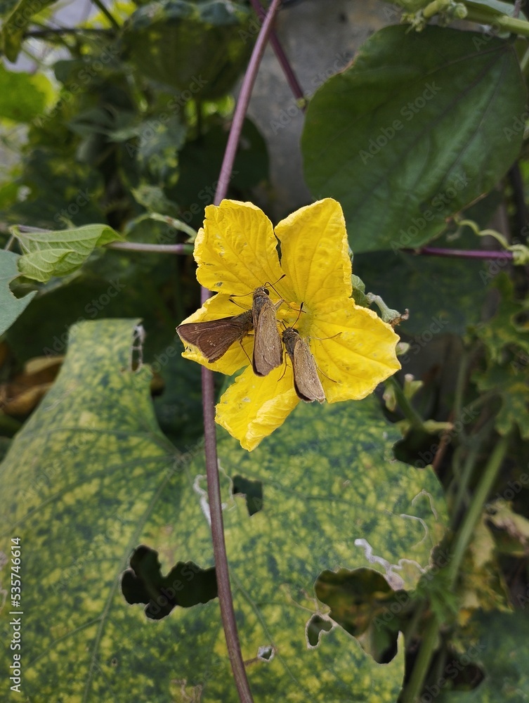 Obraz premium yellow flowers in the garden