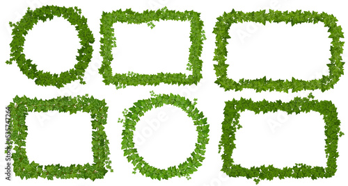 Foto Ivy frames with green leaves on lianas, climbing vines of creeper plant