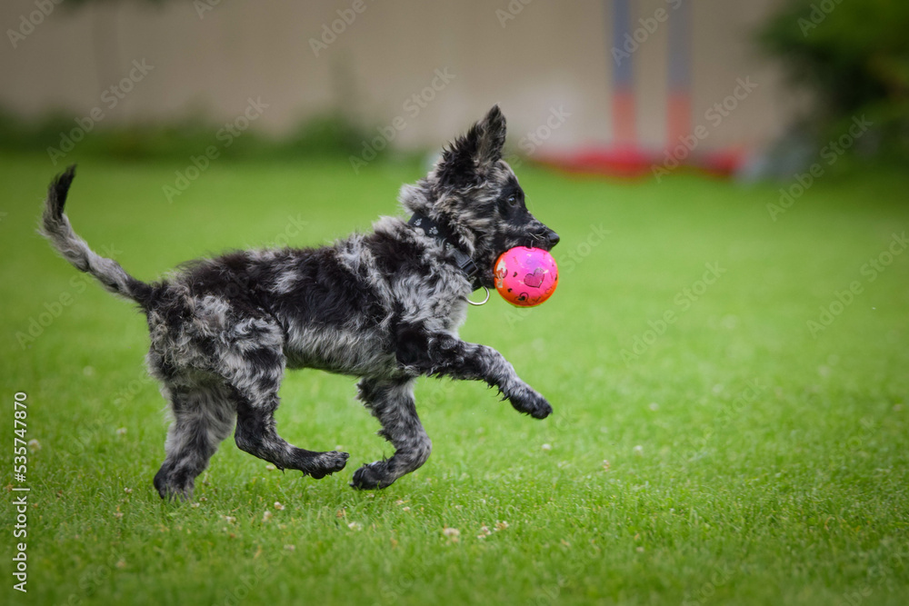 Dog is running in the grass. He is so crazy dog on trip. Dog is running in the grass. He is so crazy dog on trip.