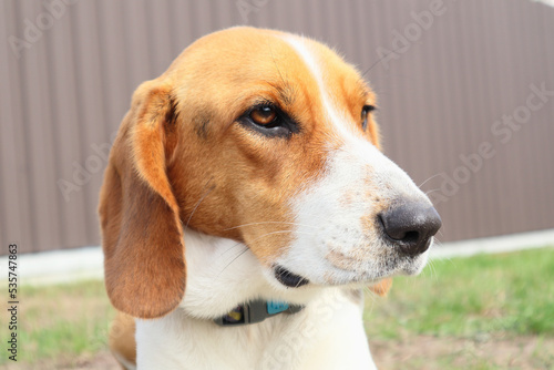 Close-up of Beagle against green grass background. Estonian Hound great hunting dog sitting on the grass in park