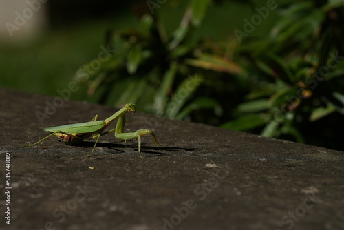 grasshopper on the ground © Cristian