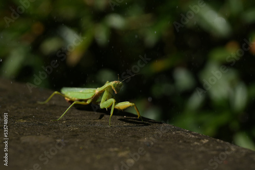 green grasshopper on the ground