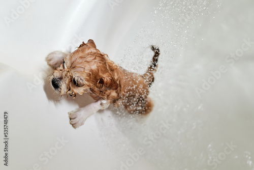 Wet Maltipoo puppy while bathing in the bathroom. Close-up, selective focus