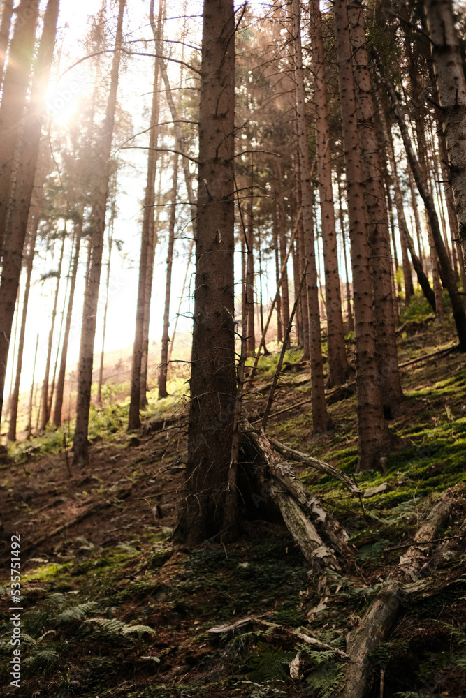 Obraz premium Wald der Verlobungsinseln im Harz
