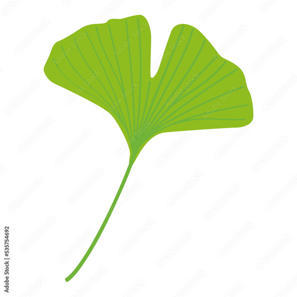 Green ginkgo leaves illustration Green ginkgo leaves illustration