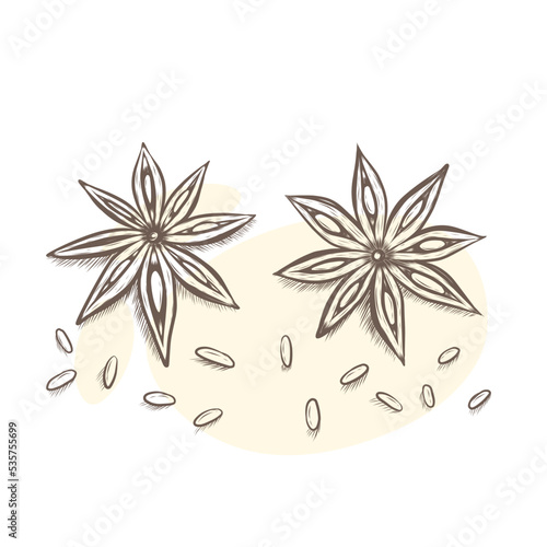 Vector sketch illustration of star anise. Hand drawn kitchen herb graphic print