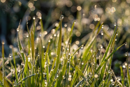 Shallow focus shot of water dews on leaves of grasses photo