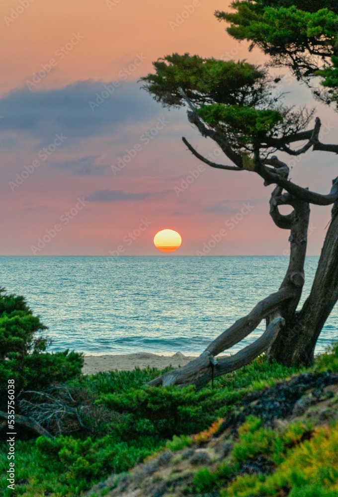 Obraz premium Vertical shot of a tree at the seashore during the fascinating sunset, Carlsbad, California