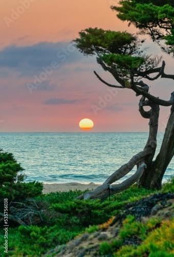 Vertical shot of a tree at the seashore during the fascinating sunset, Carlsbad, California photo