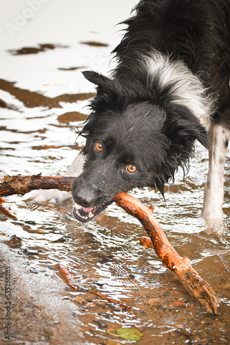 Border collie is hunting stick in the water. She is wet dog.