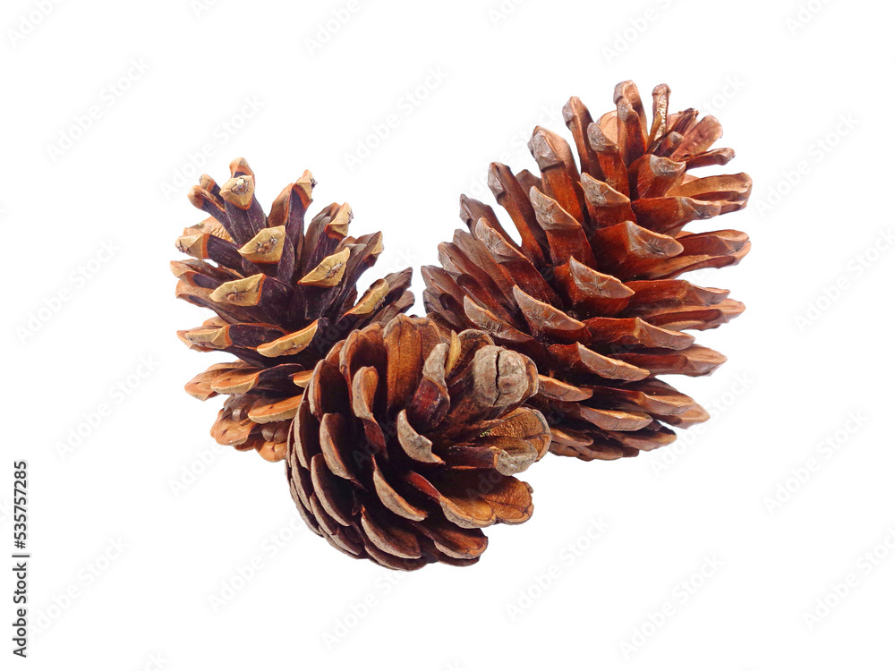 Closeup group of natural dry pine cones on Transparent Backdrop, PNG File - obrazy, fototapety, plakaty 