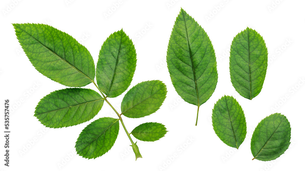 Green rose leaf on a white background. Green rose leaf on a white background.