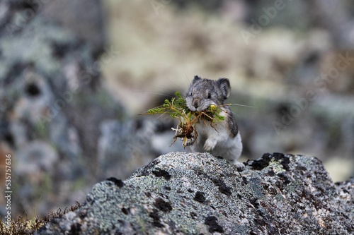 Beautiful view of American Pika (Ochotona princeps) collecting food to store for winter photo