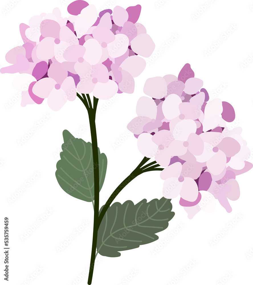flat style beautiful hydrangea flower in pink and purple tone