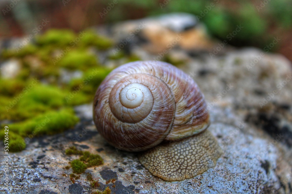 snail on the stone snail on the stone