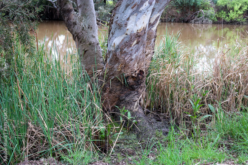 eucalyptus tree on werribee riverbank eucalyptus tree on werribee riverbank