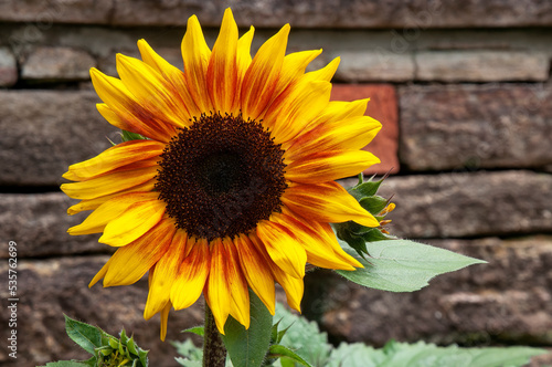 Sydney Australia, flower head of a rio carnival sunflower against retaining wall