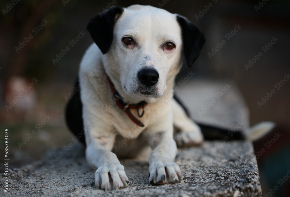 Cute white and black dog profile close up animal background high quality big size instant print
