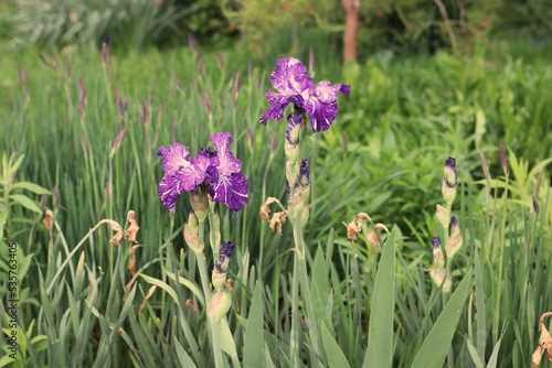 Fototapeta Naklejka Na Ścianę i Meble -  purple flowers in the grass