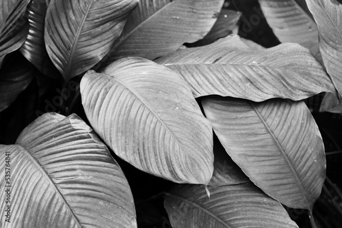 black and white leaves