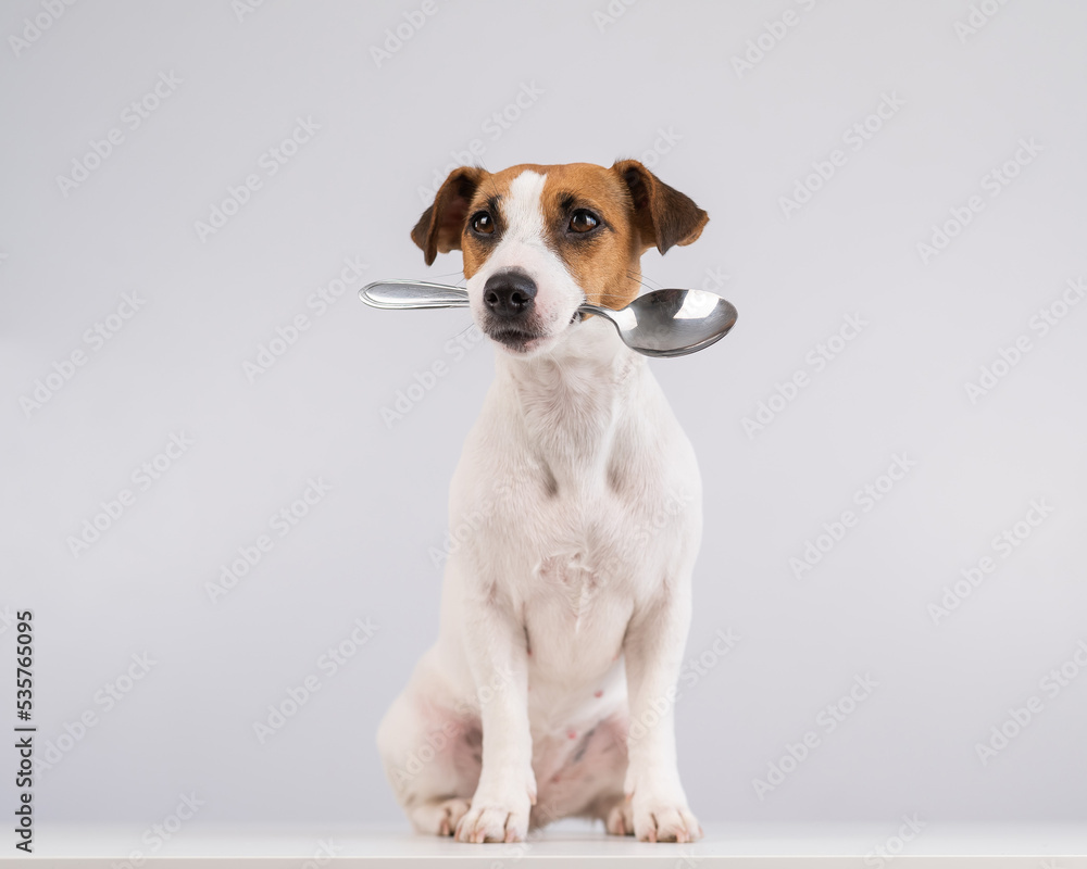 Portrait of a dog Jack Russell Terrier holding a spoon in his mouth on a white background. Copy space. Portrait of a dog Jack Russell Terrier holding a spoon in his mouth on a white background. Copy space.