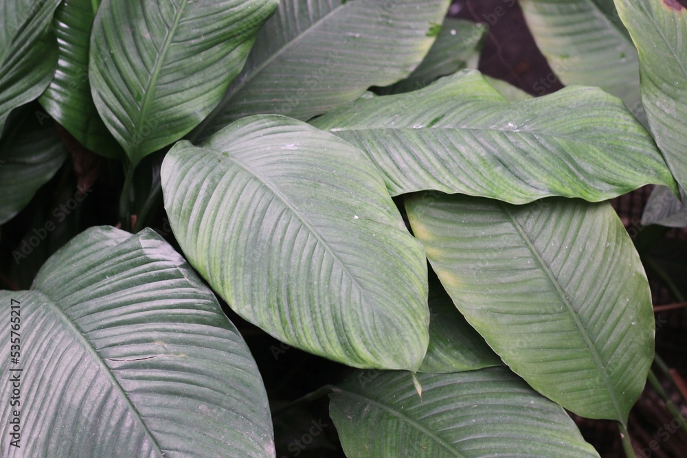 Fototapeta premium leaves background