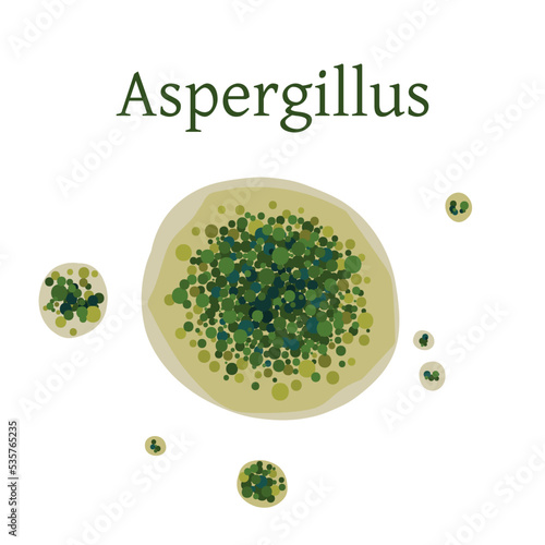 Aspergillus mold vector illustration isolated on white background.