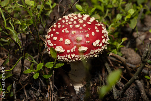 Amanita muscaria, commonly known as the fly agaric or fly amanita