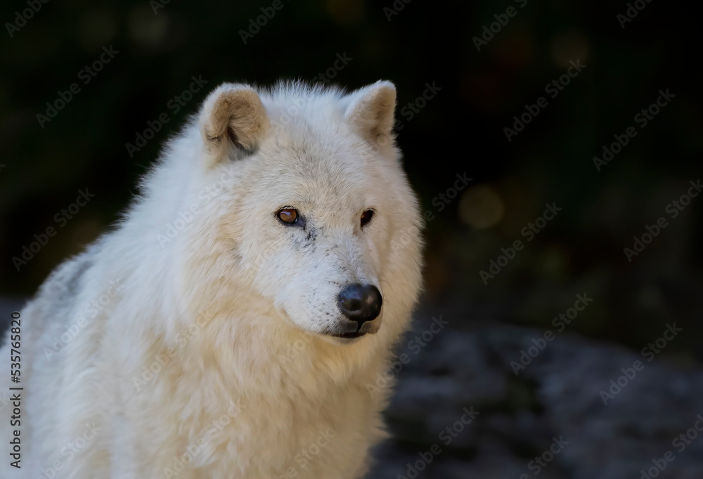 A lone Arctic wolf portrait closeup in autumn isolated against a dark background in Canada
