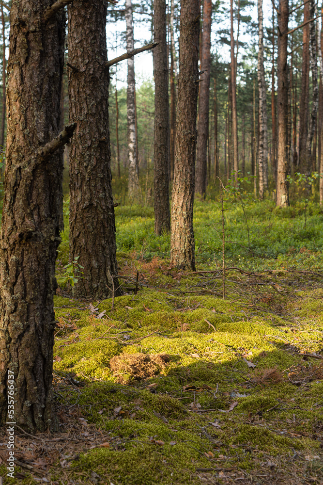 Fototapeta premium Autumn pine forest. Forest glade with fluffy moss on a sunny day.