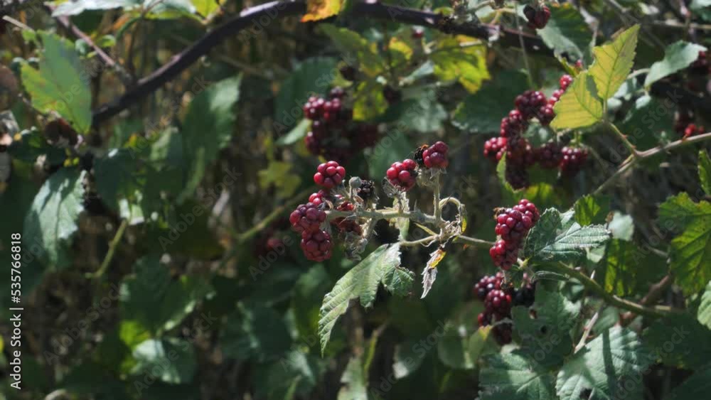 Berries of wild blackberry on green bushes, close up. Nature background Berries of wild blackberry on green bushes, close up. Nature background