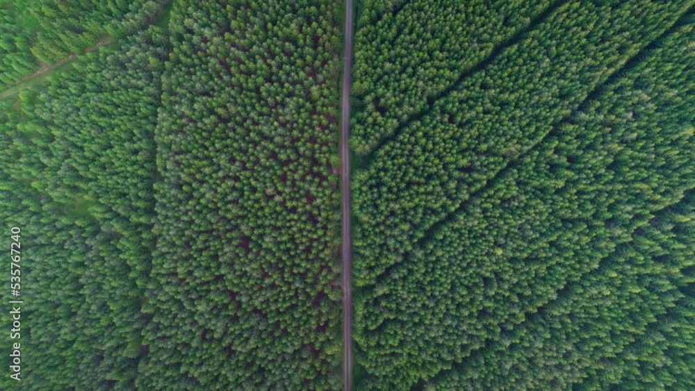 Straight path leading through a green coniferous forest. Aerial view straight down following the trail with no people Straight path leading through a green coniferous forest. Aerial view straight down following the trail with no people