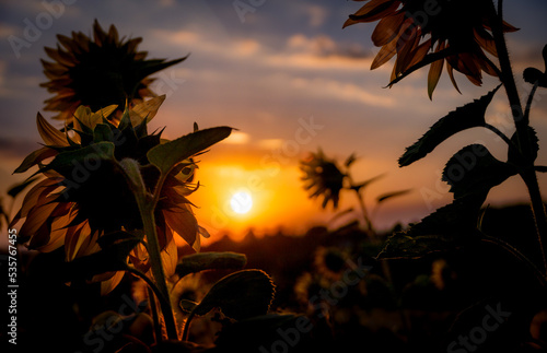sunflower sunset